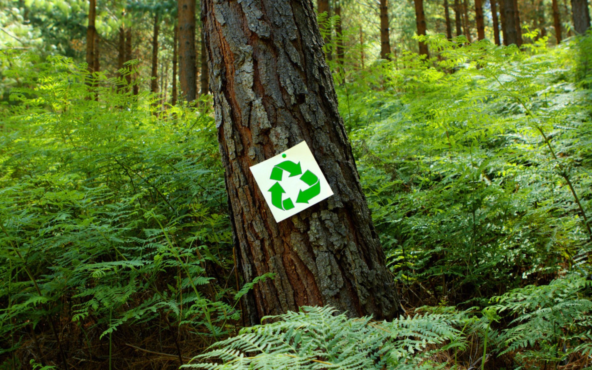 recyclage dechets bois